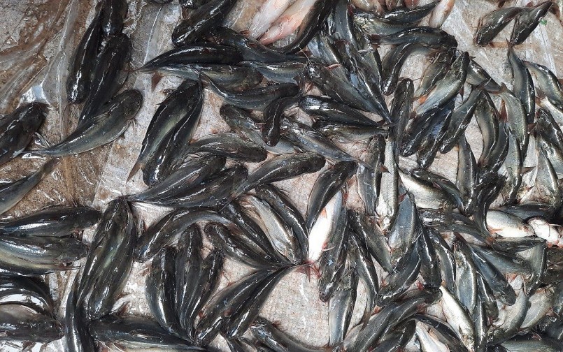 Cá chốt trâu nuôi trong ao lót bạt của hộ anh Liêm, sau 3 tháng nuôi bán 100.000 đồng/kg, bán lẻ giá cá chốt khoảng 130.000 kg.