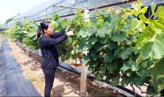 Hưng Yên: Mở rộng vùng sản xuất cây ăn quả theo quy trình VietGAP