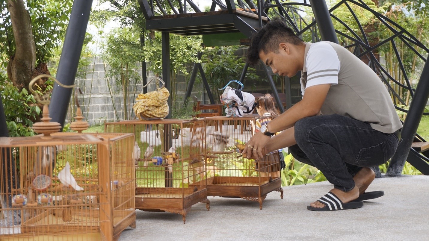 Những chú chim đột biến được anh Nguyễn Viết Hùng chăm sóc cẩn thận.
