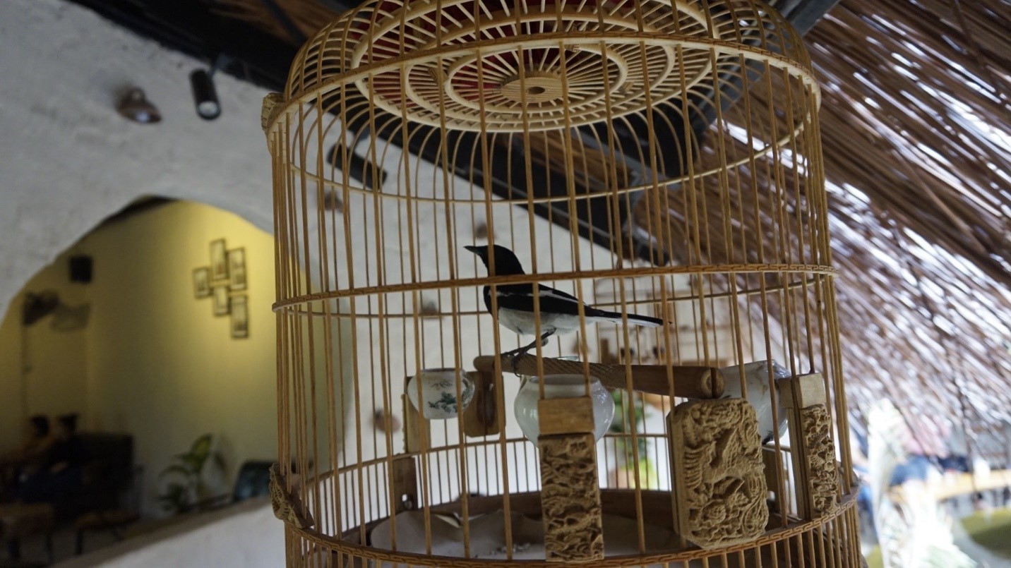 Chim đột biến được trưng bày trong không gian quán cà phê EMO Coffee – Home.