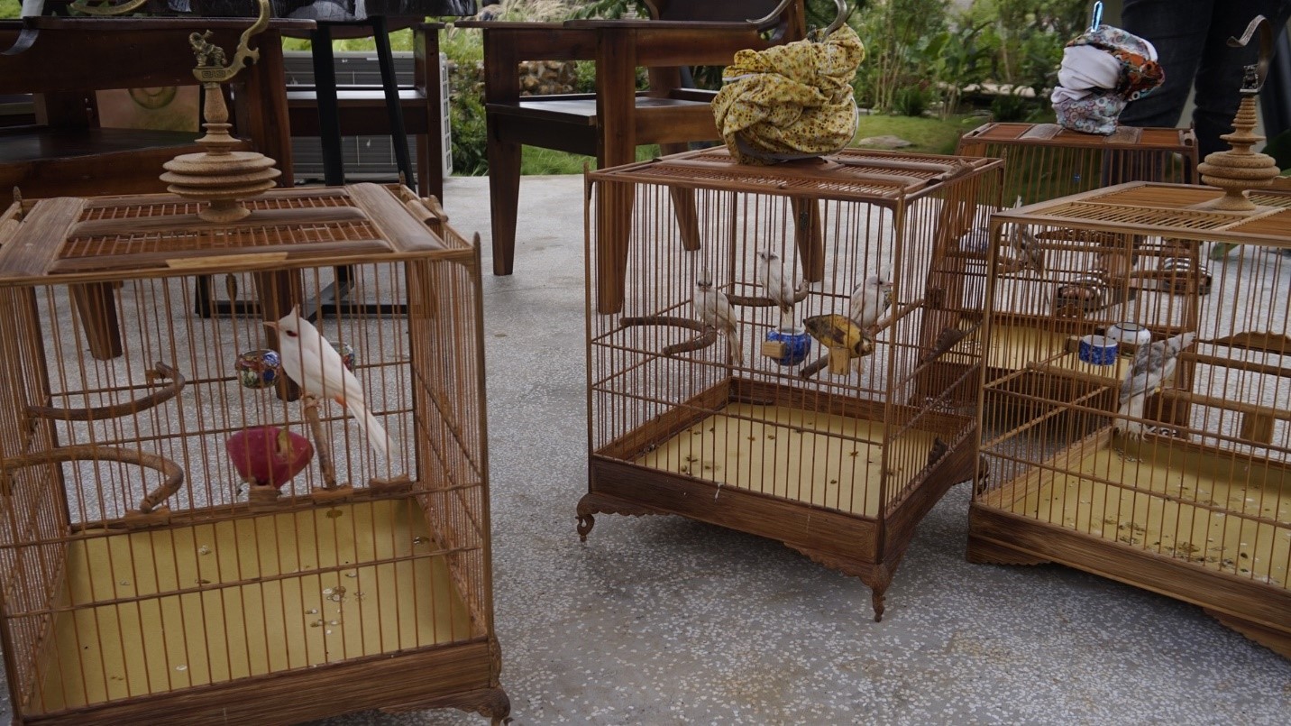 chim chào mào bạch tạng được trưng bày trong không gian quán cà phê EMO Coffee – Home.