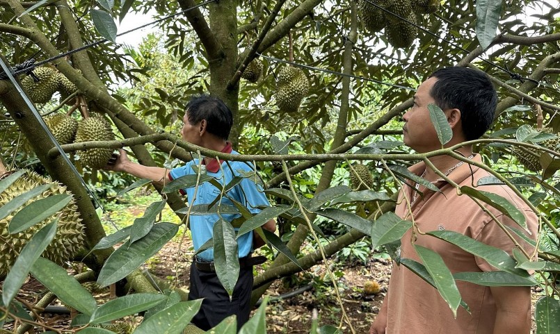 Một vườn sầu riêng sắp thu hoạch ở địa bàn huyện Krông Pắk.
