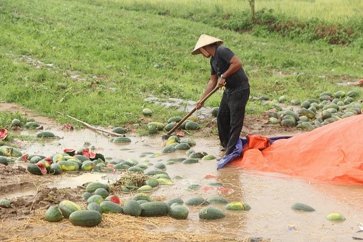Gia Lai: Dưa hấu nứt, thối la liệt, nông dân thiệt hại hàng tỷ đồng