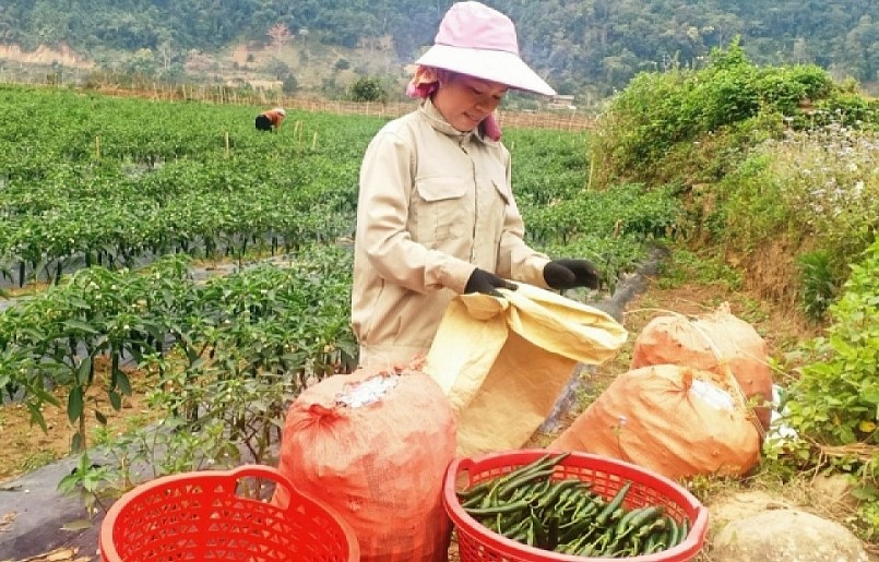 Cây ớt đang được trồng tại nhiều xã nhờ liên kết của doanh nghiệp với người dân ở Tân Uyên.