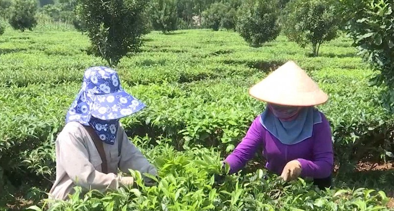 Liên kết sản xuất đã tạo niềm tin cho nông dân trồng chè tỉnh Lai Châu nói chung và nông dân trồng chè huyện Tân Uyên nói riêng.