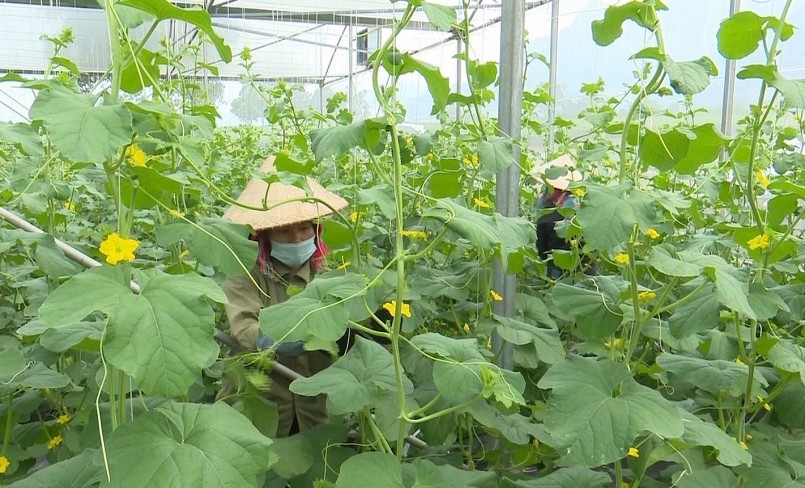 Những mô hình nông nghiệp công nghệ cao đem lại sự khởi sắc cho kinh tế huyện Tân Uyên (Lai Châu).