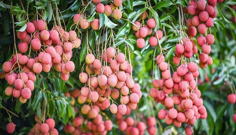 5 loại quả có đầy ở góc vườn quê, thế giới thì ca ngợi mà có loại người Việt ngó lơ