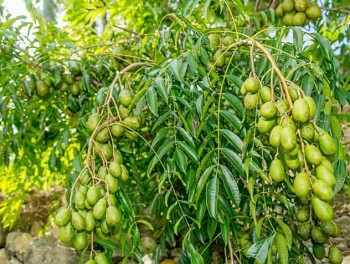 5 loại quả có đầy ở góc vườn quê, thế giới thì ca ngợi mà có loại người Việt ngó lơ