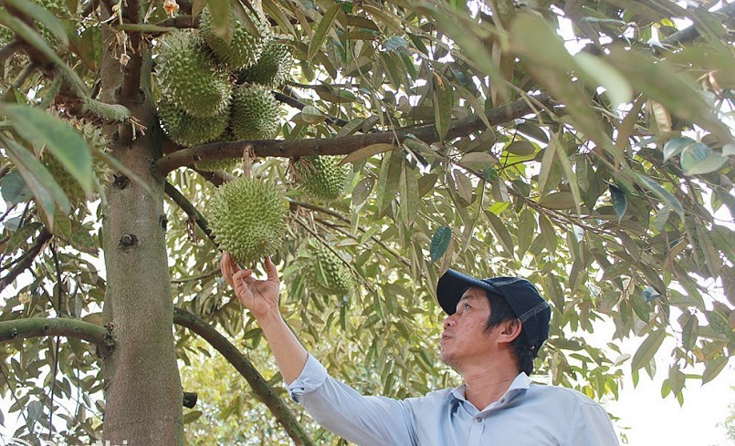 Vùng trồng sầu riêng tại xã Bình Sơn (H.Long Thành, Đồng Nai).