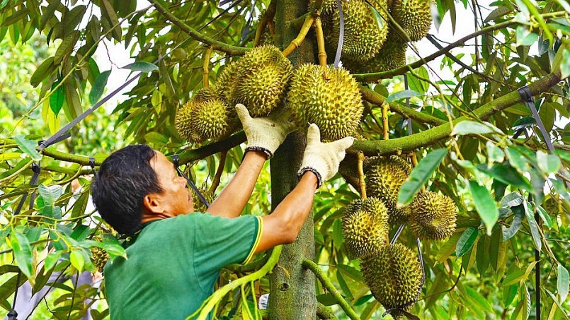 Diện tích sầu riêng tăng mạnh nhưng thiếu vùng sản xuất tập trung và yếu về liên kết.