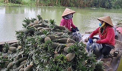 Cây khóm tạo nguồn thu nhập khá cho bà con nông dân huyện Tân Phước, tỉnh Tiền Giang.