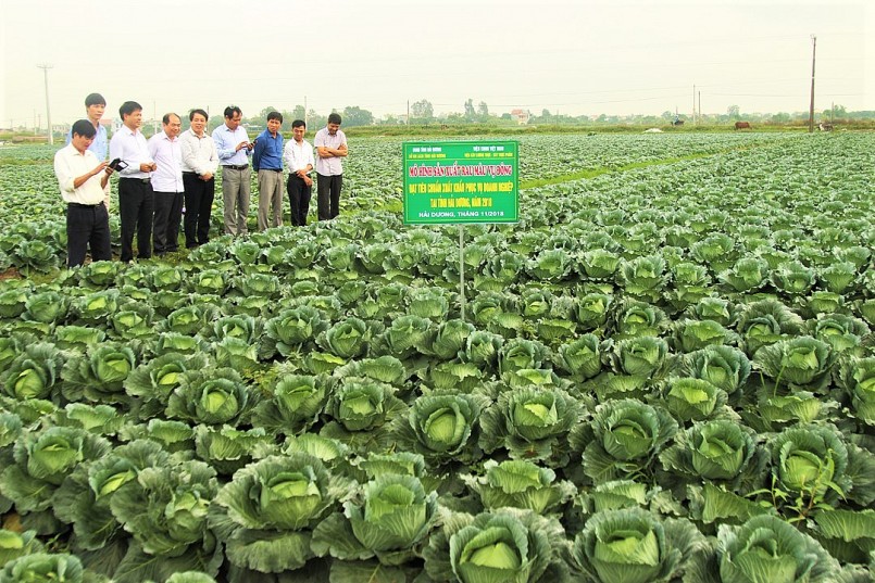 Hải Dương nỗ lực triển khai 58 dự án liên kết nông nghiệp