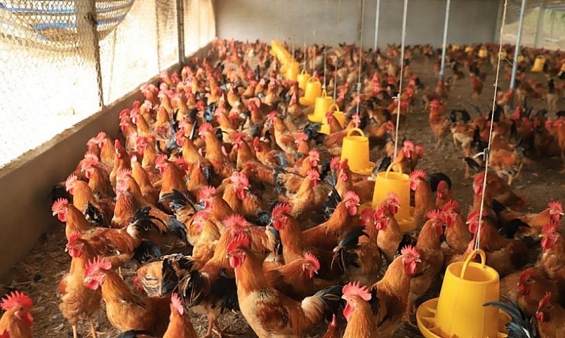 Nhờ tuân thủ quy trình chăn nuôi nên tỷ lệ đàn gà chết luôn dưới ngưỡng 5%.