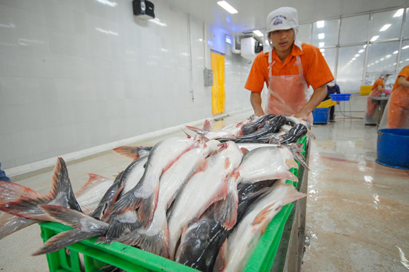 Trung Quốc vẫn dẫn đầu nhập khẩu cá tra Việt Nam