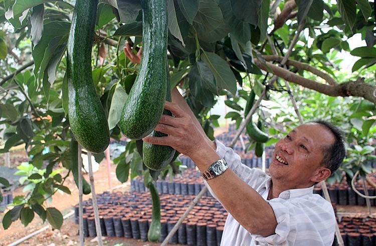 Bơ ông Tĩnh cho quả hơn 1 kg/quả và dài gần nửa mét.