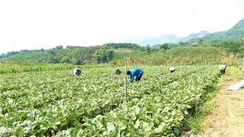 Hưng Yên khai thác tiềm năng nông nghiệp trên vùng đất bãi