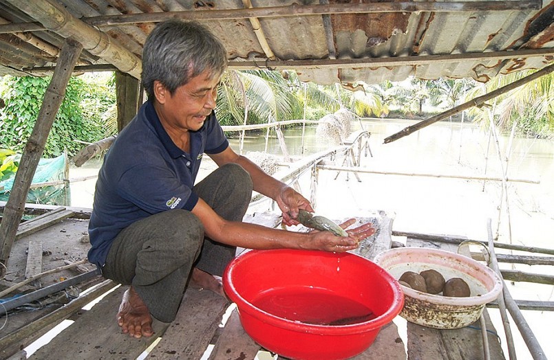 Cá chạch lấu nuôi tại mô hình nuôi cá chạch lấu của nông dân xã Phú Thuận, huyện Thoại Sơn, tỉnh An Giang.