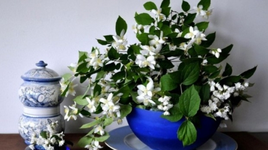 Người xưa dạy: "Người nuôi hoa 1 năm, hoa dưỡng người cả đời", 7 loại hoa vừa đẹp vừa có lợi cho sức khỏe