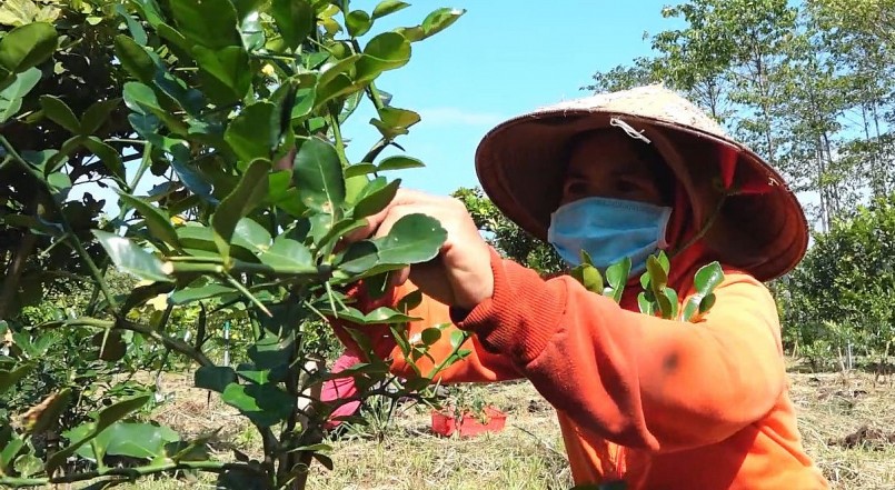 Giống chanh Thái trồng chủ yếu là thu hoạch lá có giá trị kinh tế cao.