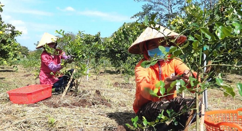 Anh Tiến và  anh Hiệp tiếp tục nhân rộng mô hình trồng chanh hái lá ra nhiều địa phương.