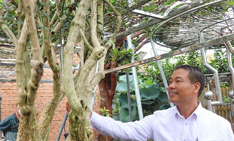 Ông Đỗ Ngọc Tuyển chăm sóc những cây hoa nhài cổ thụ có giá trị kinh tế cao tại khu vườn của gia đình.