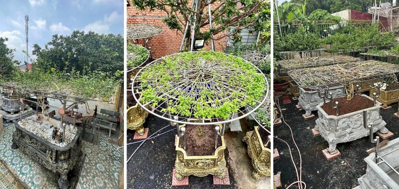 Nhà vườn của ông Đỗ Ngọc Tuyển có tổng cộng 108 cây hoa nhài 2 lá và 3 lá với nhiều tạo hình bắt mắt, mang tính nghệ thuật cao.