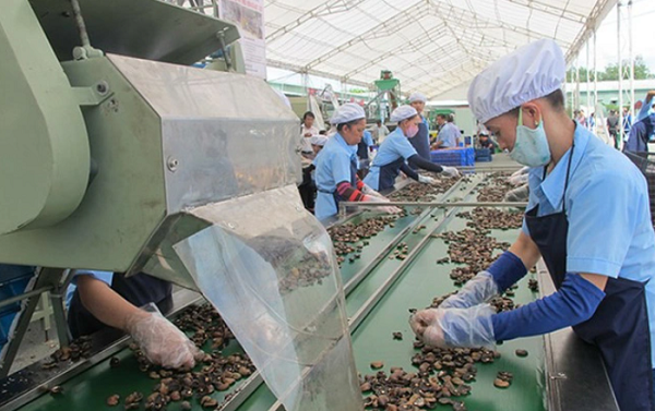 iệt Nam xuất khẩu hơn 279.000 tấn điều nhân các loại