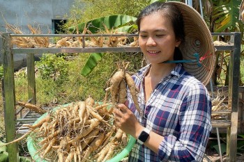 Nữ cử nhân tài chính bỏ vốn trồng sâm quý tiến vua, nhiều lần trắng tay mới tạo ra vườn sâm tiền tỷ