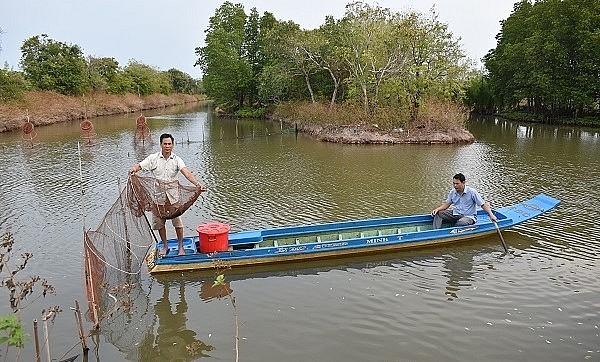 Mô hình nuôi tôm trong rừng ngập mặn ở xã Nguyễn Việt Khái, huyện Phú Tân (Cà Mau) đã mang lại thu nhập cao cho người dân.