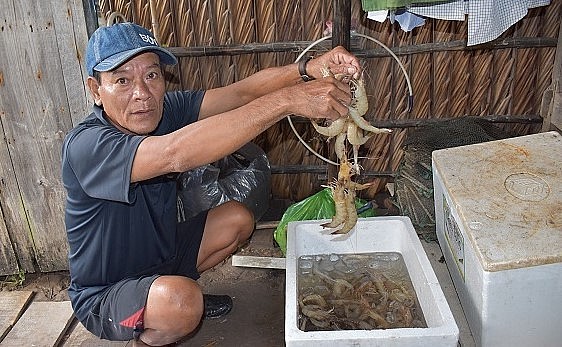Ông Trần Văn Biết, ở ấp Gò Công, xã Nguyễn Việt Khái, huyện Phú Tân (Cà Mau) thu nhập mỗi năm trên 200 triệu đồng từ mô hình sản xuất rừng – tôm kết hợp.