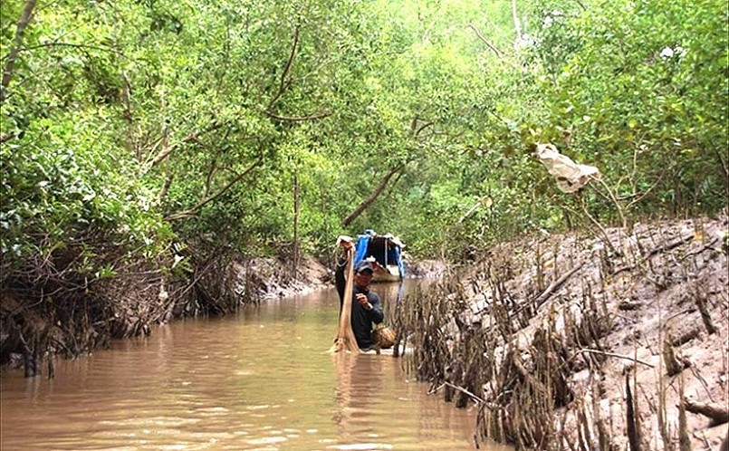 Mô hình nuôi tôm dưới tán rừng ngập mặn ở Cà Mau vừa phát triển kinh tế, vừa bảo vệ và phát triển rừng, bảo vệ môi trường.