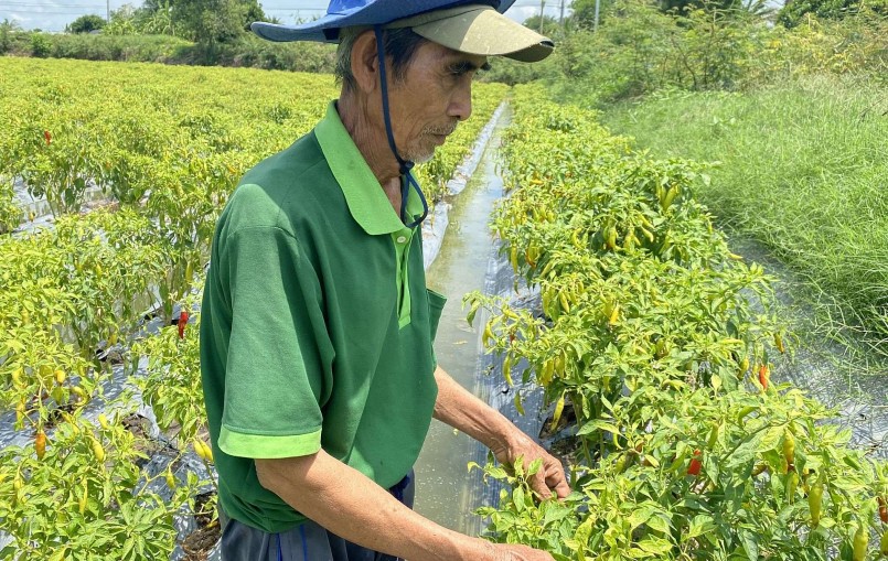 Trồng ớt sừng vàng châu Phi mang lại hiệu quả kinh tế bước đầu cho gia đình ông Nâu.