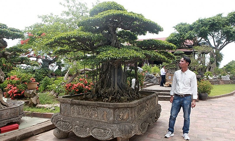 Nghệ nhân Nguyễn Văn Chí (Thường Tín, Hà Nội)  nổi danh với những vụ giao dịch cây cảnh tiền tỷ.