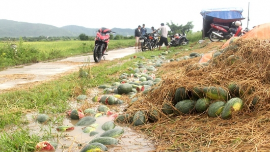 Chà là Thái Lan đổ bộ chợ Việt giá rẻ chưa từng có, dưa hấu của nông dân Gia Lai thối rữa, vứt đầy đường