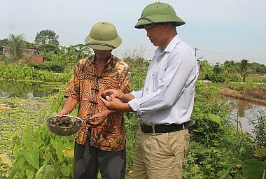 Với 4 ao nuôi ốc nhồi, ông Phan Văn Quang (người bên trái) thu lãi khoảng 150 triệu đồng/năm.