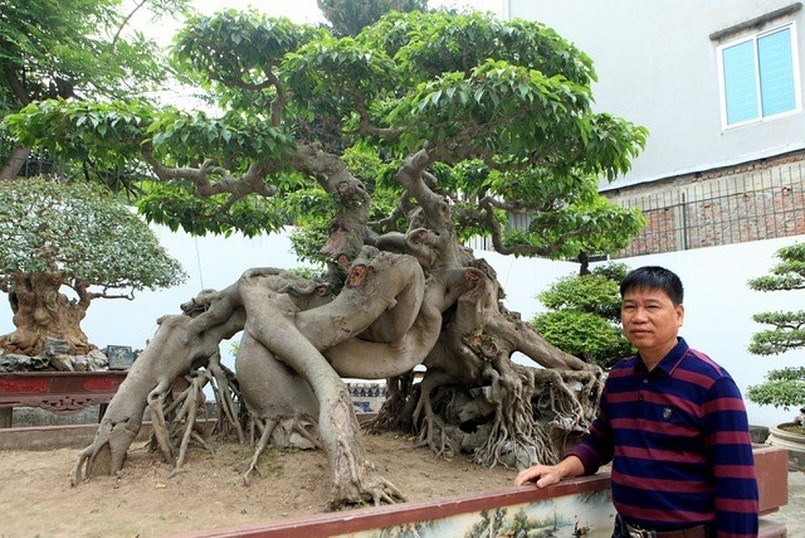 Cây sanh “Ngọa hổ tàng long” được biết đến là cây “quý”, có giá trị đắt đỏ bậc nhất hiện nay.