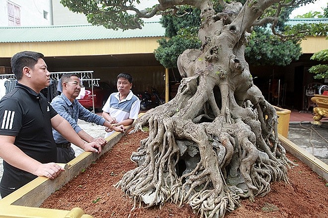 Chưa đầy 10 năm, đại gia này đã bỏ ra hàng trăm tỷ đồng để… chơi cây.