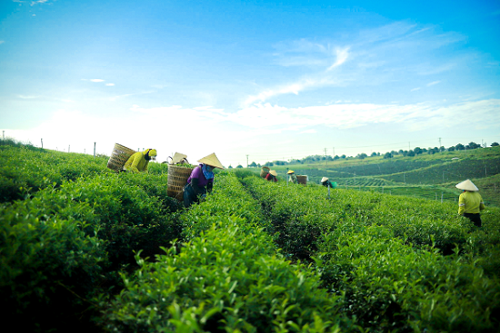 Đồi chè Lâm Đồng - Nơi tạo ra những ly trà oolong hảo hạng