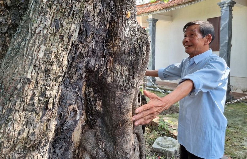 Ông Nguyễn Văn Phi kể về lịch sử cây thị cổ thụ.