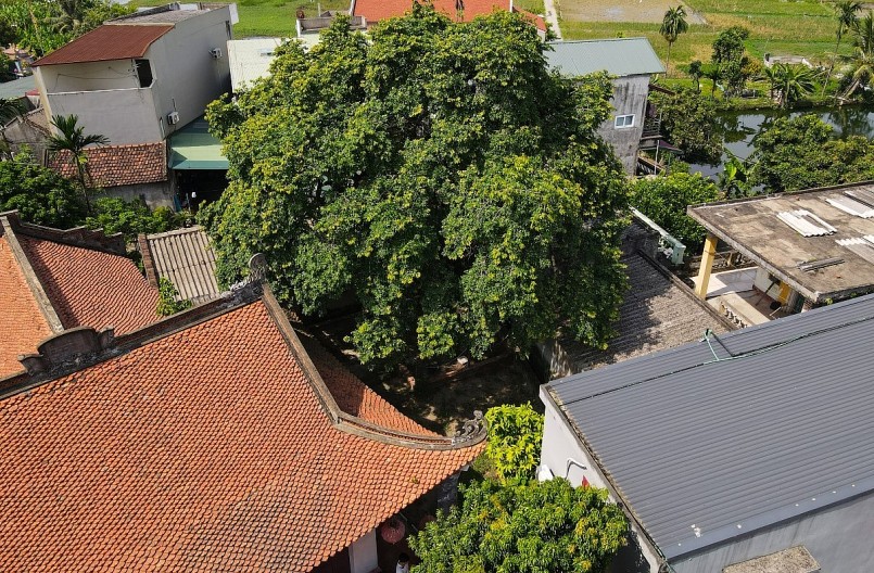Hội Sinh vật cảnh Việt Nam có quyết định công nhận cây thị là “Cây cổ thụ có giá trị lịch sử - văn hóa”.