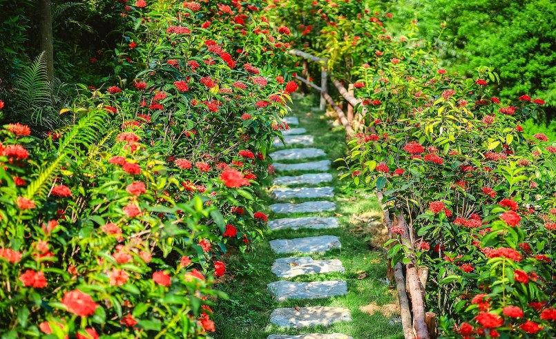 Con đường hoa mẫu đơn (hoa trang) nở đỏ rực hai bên lối đi trong vườn hoa ngoại thành.
