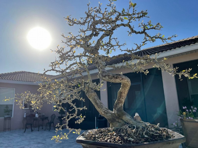 Từ những ngày mới đến với bonsai anh Bách Nguyễn đã kỳ công chăm sóc uốn tỉa từng cây cảnh.