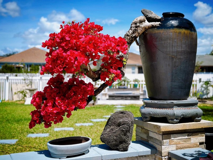 Sau ba năm chơi bonsai, vườn của anh Bách có hơn 500 cây với khoảng 200 loại khác nhau đa số là những loại mà người Việt ưa chuộng.