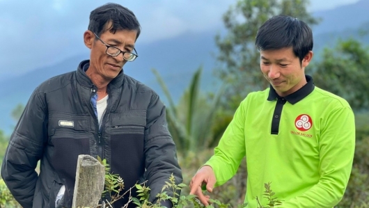 Trồng cây dược liệu có tên lạ, anh nông dân Quảng Nam lãi nửa tỉ mỗi năm