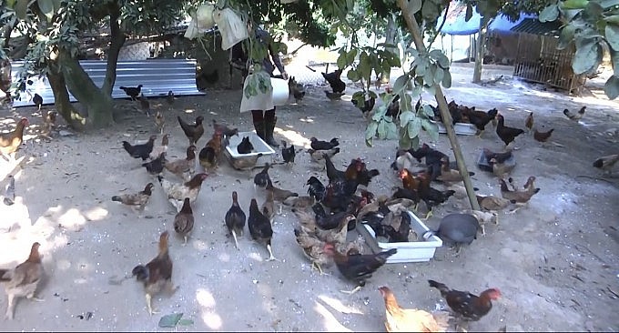 Khu nuôi gà thả vườn với những giống gà đặc sản của trang trại.