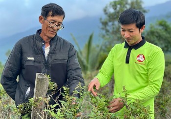 Trồng cây dược liệu có tên lạ, anh nông dân Quảng Nam lãi nửa tỉ mỗi năm