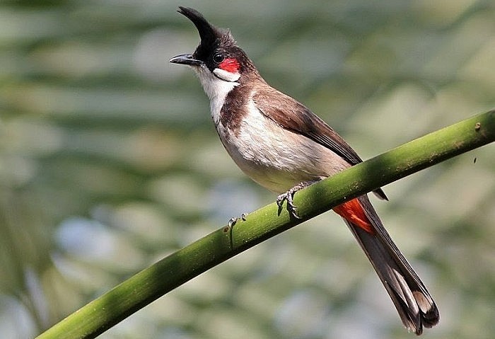 Ngắm những loài chim quý hiếm tại Vườn quốc gia Bạch Mã