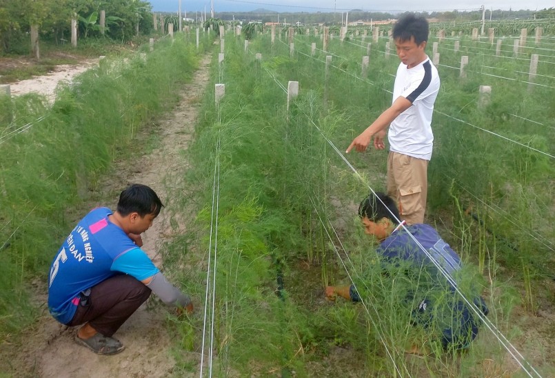 Mô hình trồng măng tây xanh theo hướng hữu cơ trên nền đất cát của gia đình ông Phạm Văn Gia