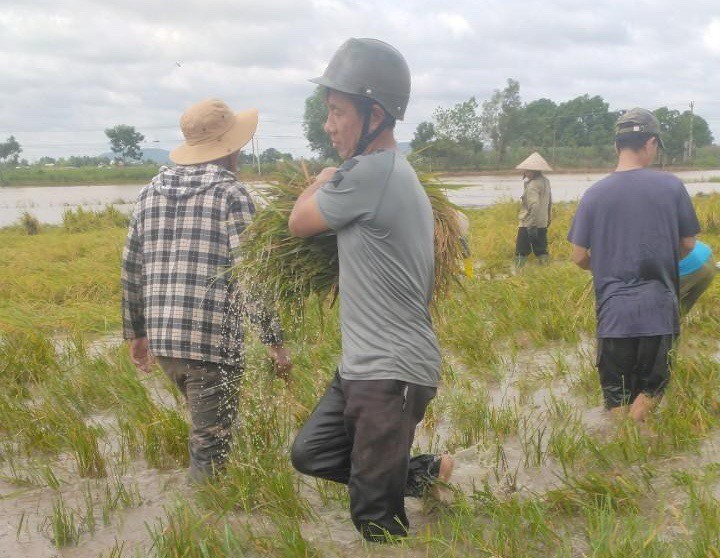Lực lượng Công an xã giúp nông dân thu hoạch lúa trong thời điểm mưa lớn kéo dài nhiều ngày
