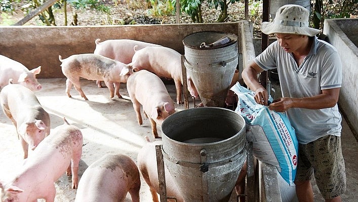 Giá heo hơi hôm nay (01/8), đi ngang trong khoảng 57.000 - 62.000 đồng/kg. 